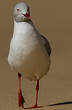 Mouette à tête grise