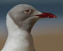 Mouette à tête grise