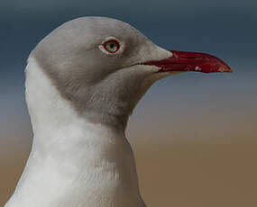 Mouette à tête grise