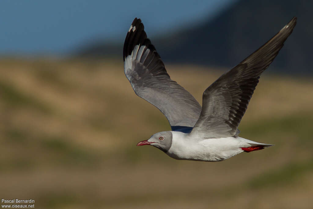 Mouette à tête griseadulte nuptial, Vol