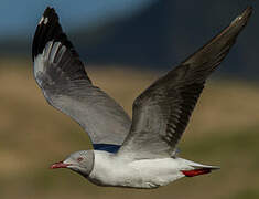 Mouette à tête grise