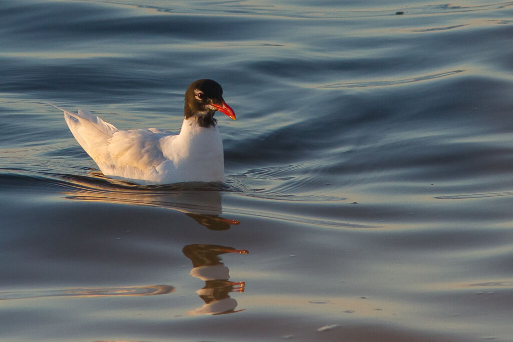 Mouette mélanocéphaleadulte nuptial