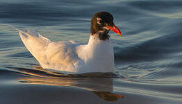 Mouette mélanocéphale