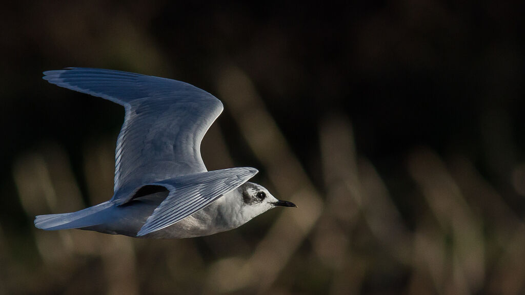 Little Gull