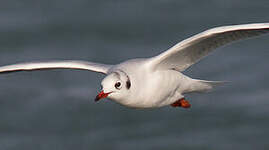 Mouette rieuse