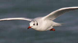 Black-headed Gull