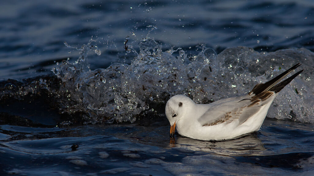 Mouette rieusejuvénile