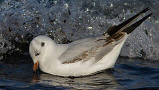 Black-headed Gull