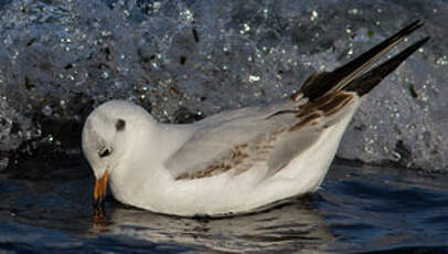 Mouette rieuse