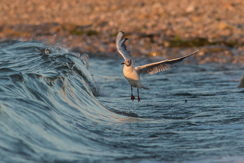 Mouette rieuse