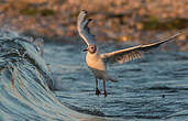 Mouette rieuse