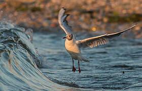 Mouette rieuse