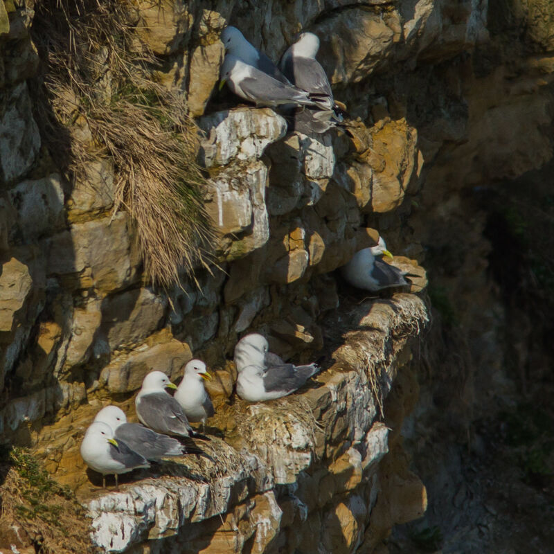 Mouette tridactyle