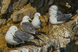 Black-legged Kittiwake