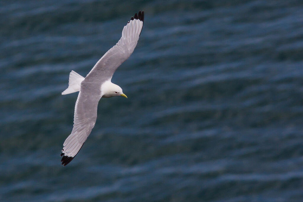 Black-legged Kittiwake