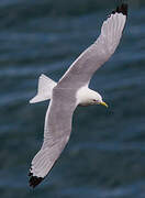 Black-legged Kittiwake