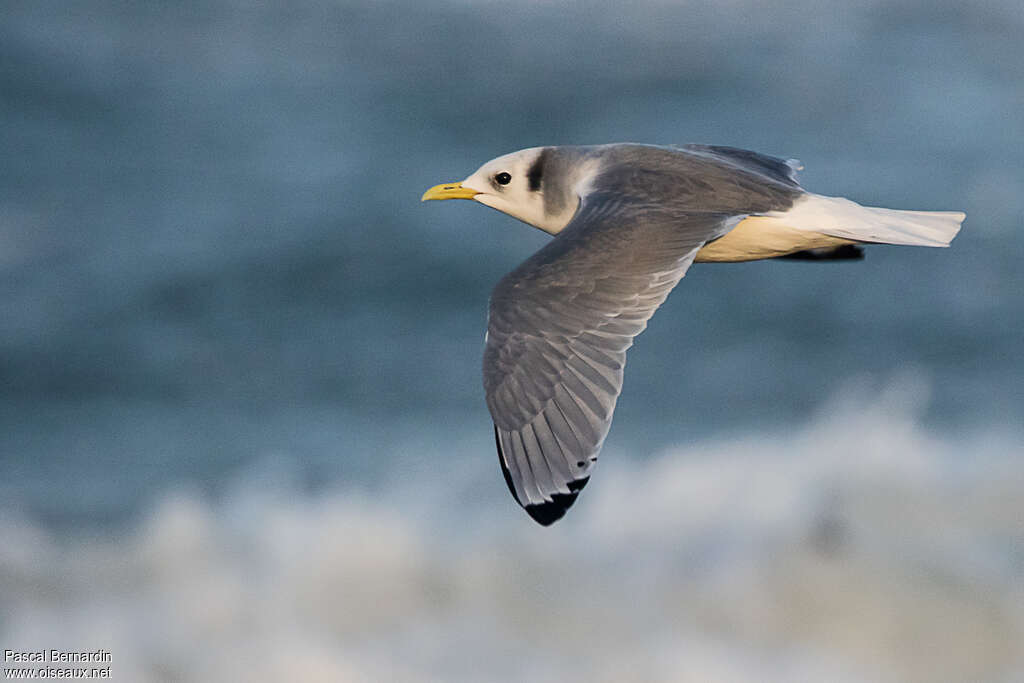 Black-legged Kittiwakeadult post breeding, identification