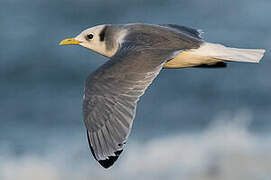 Black-legged Kittiwake