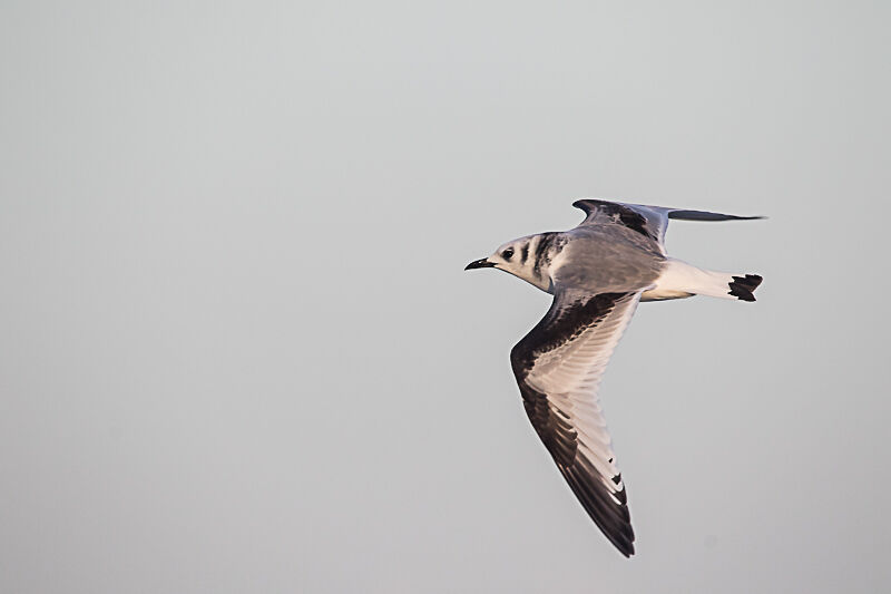 Mouette tridactyle