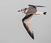 Black-legged Kittiwake