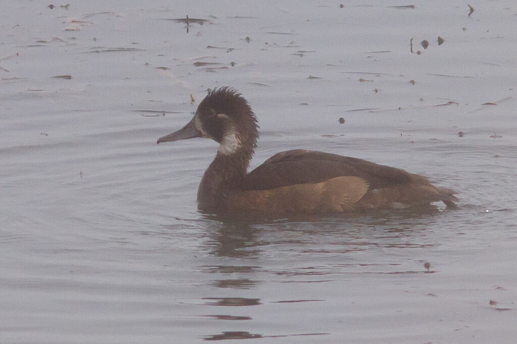 Southern Pochard female