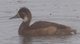 Southern Pochard