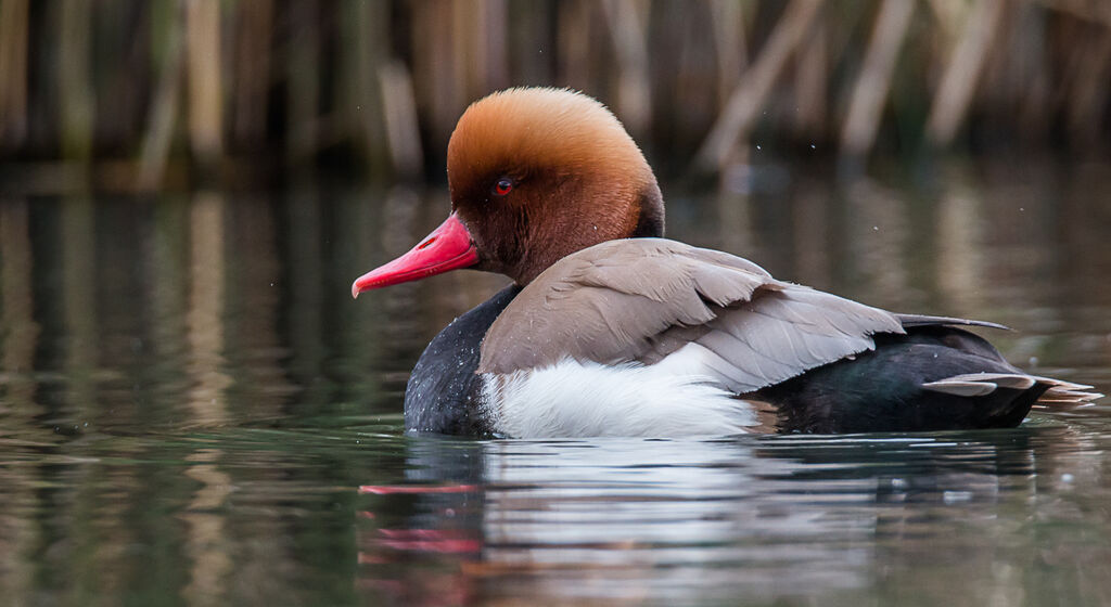 Red-crested Pochard male adult