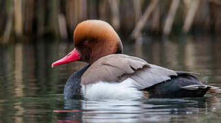 Red-crested Pochard