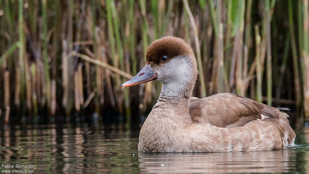 Red-crested Pochard female adult, identification