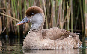 Red-crested Pochard