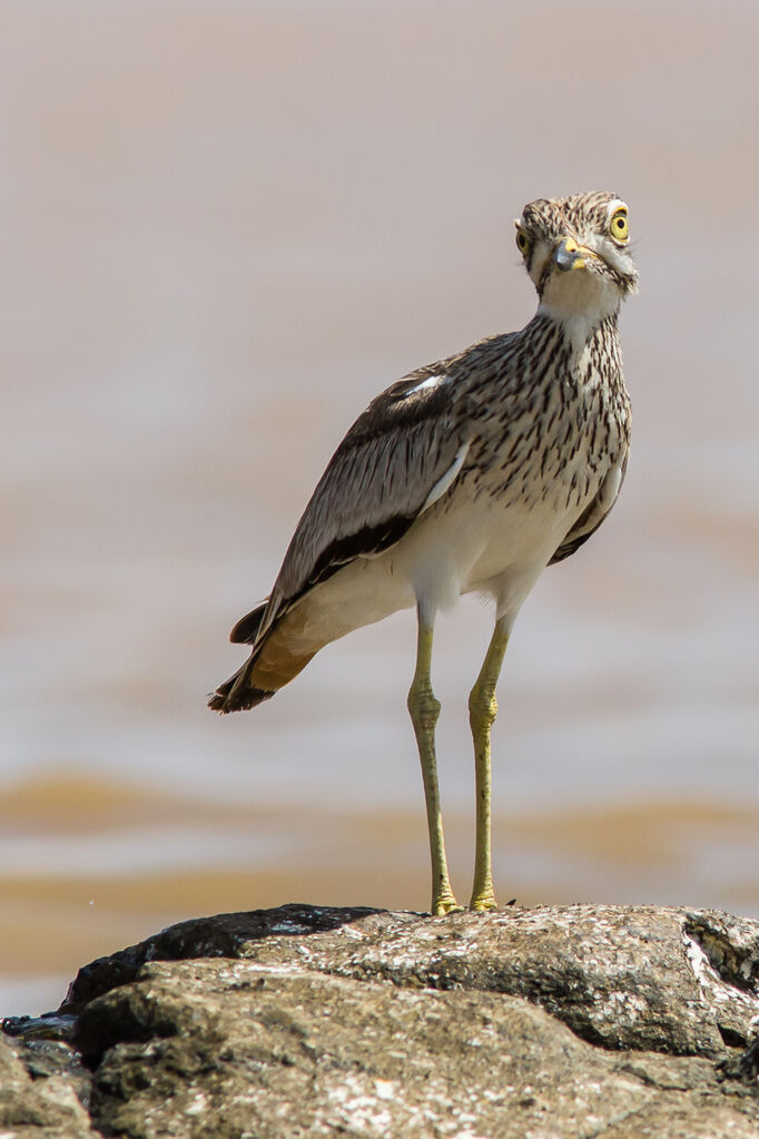 Senegal Thick-knee