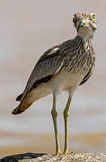 Senegal Thick-knee