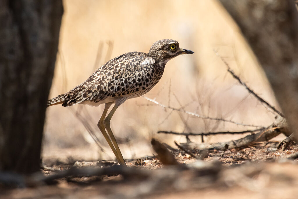 Spotted Thick-knee