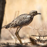 Spotted Thick-knee