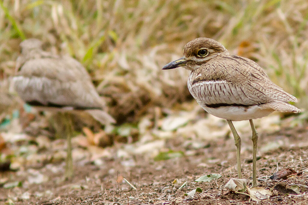 Water Thick-knee