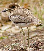 Water Thick-knee