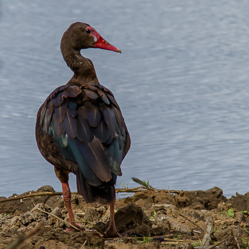 Spur-winged Goose