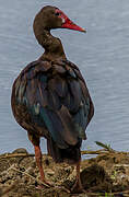 Spur-winged Goose