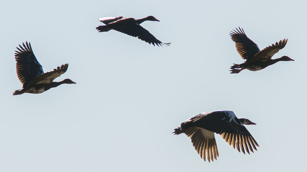 Spur-winged Goose