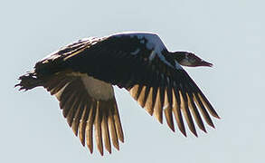 Spur-winged Goose