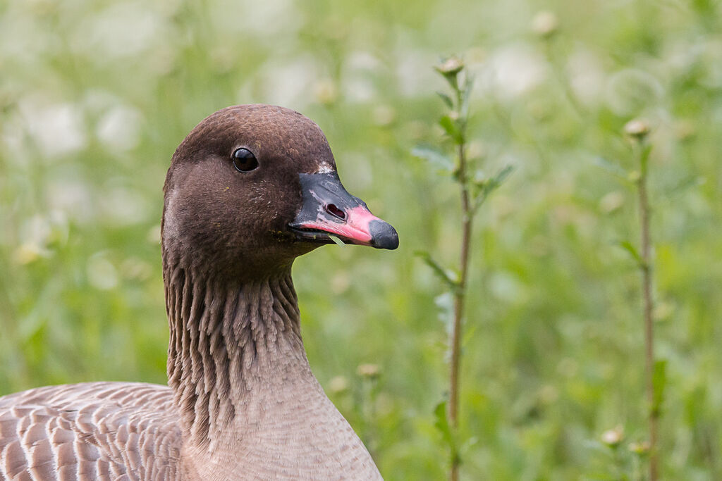 Pink-footed Goose