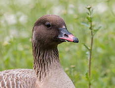 Pink-footed Goose