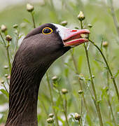 Lesser White-fronted Goose