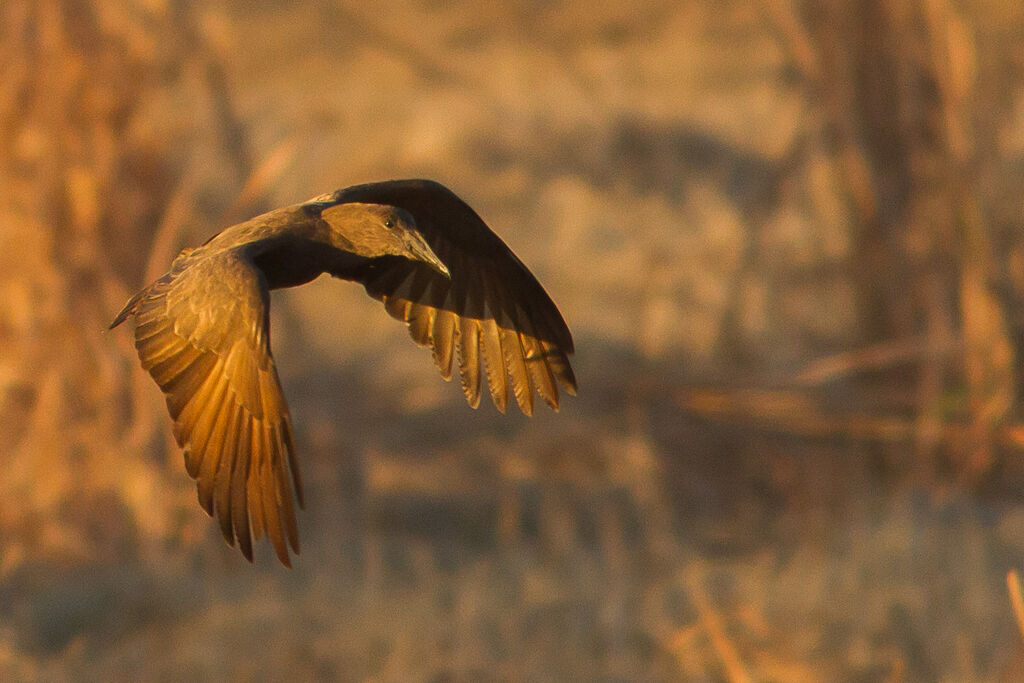 Hamerkop