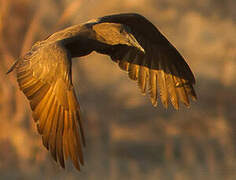 Hamerkop