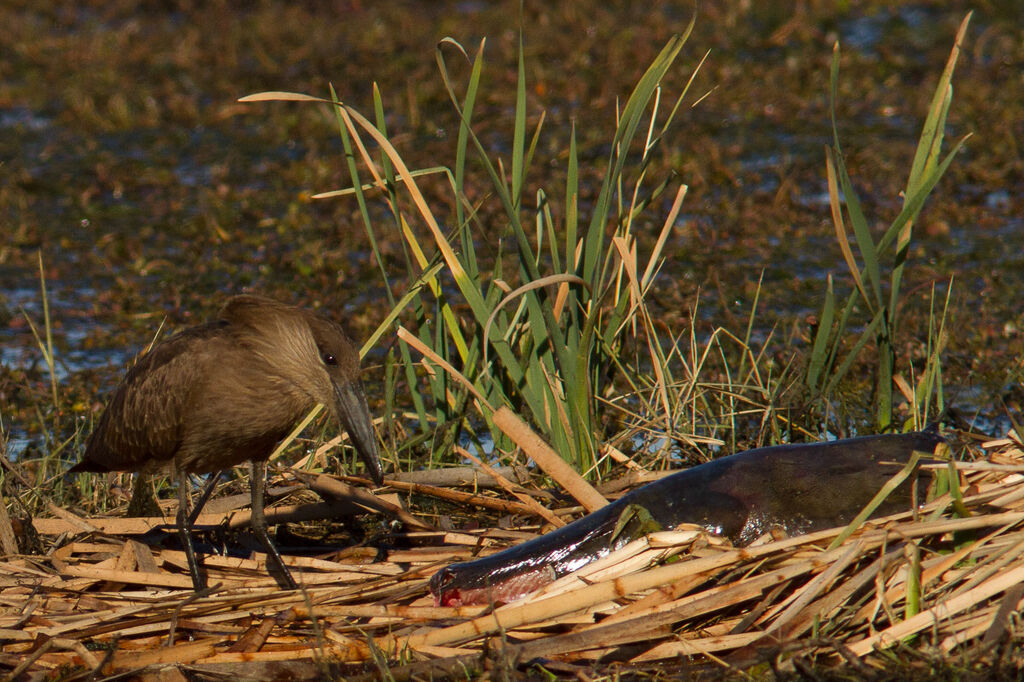 Hamerkop