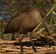 Hamerkop