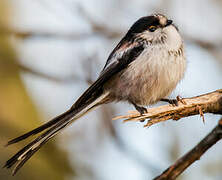 Long-tailed Tit