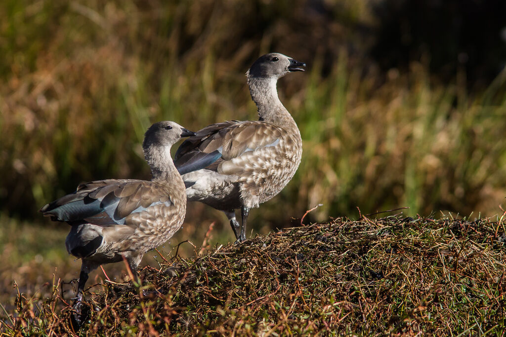 Blue-winged Goose