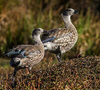 Blue-winged Goose